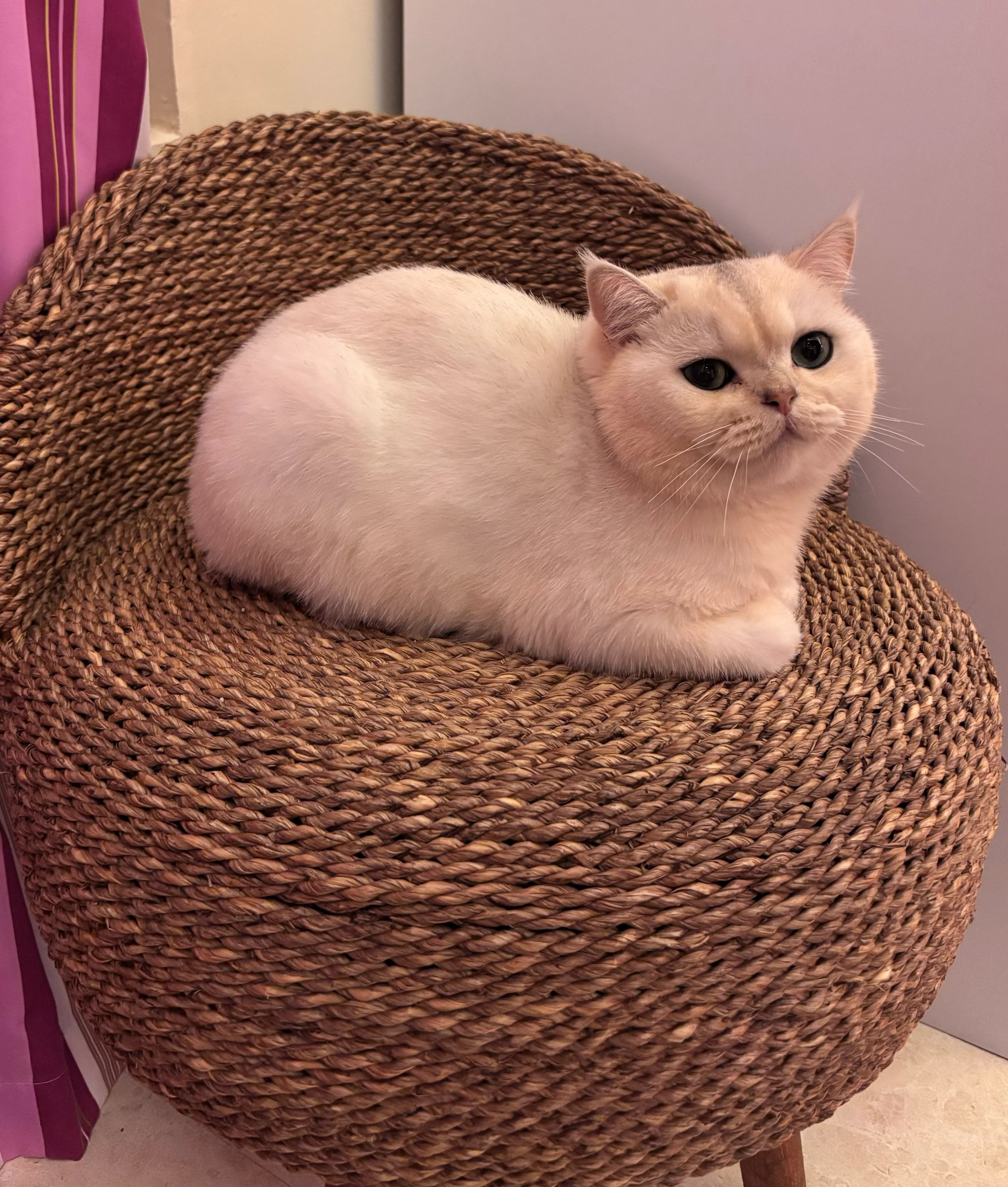 Konjed resting on a woven chair with bright curious eyes