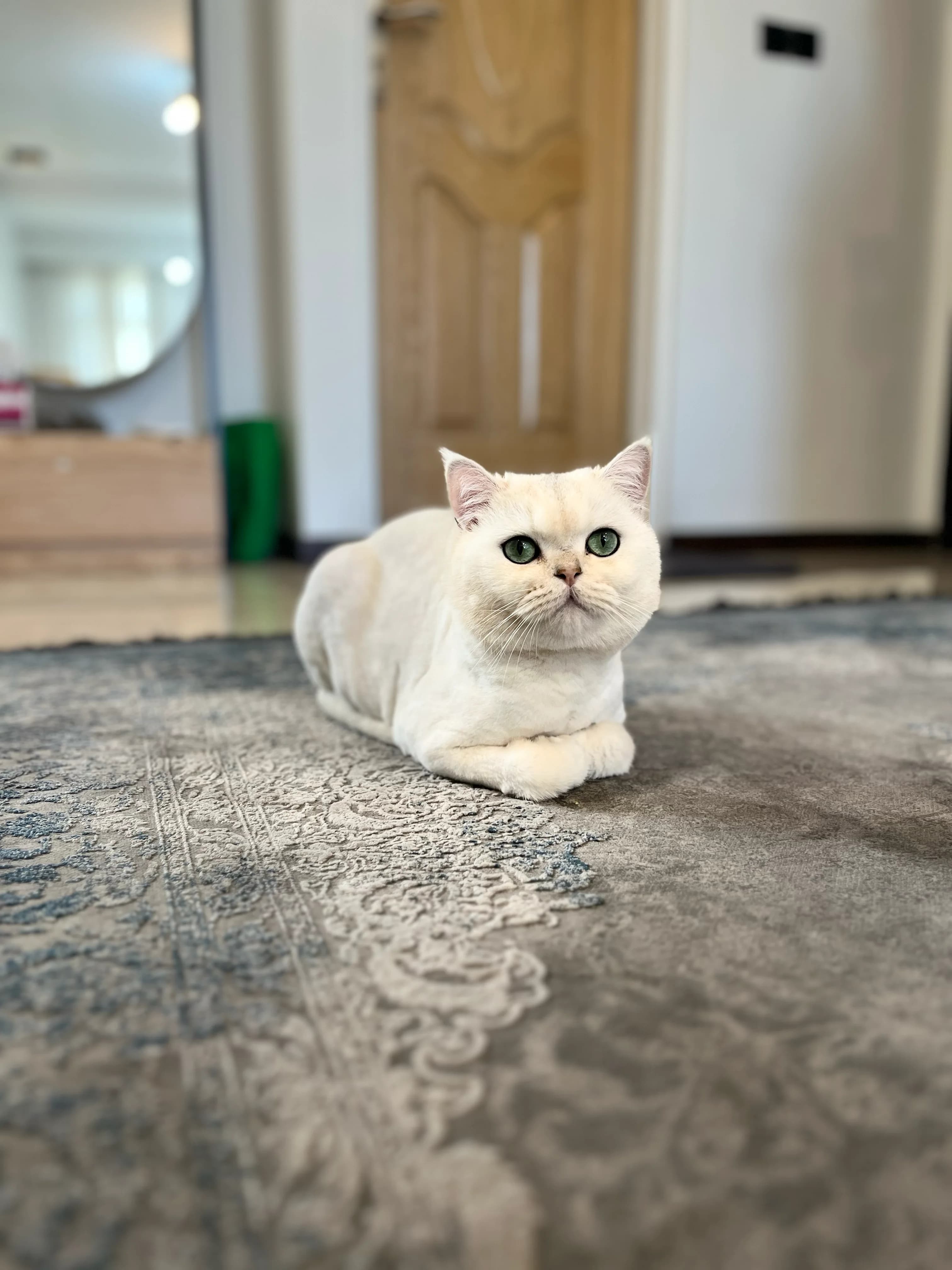 Konjed the cream British Shorthair cat loafing on a patterned rug