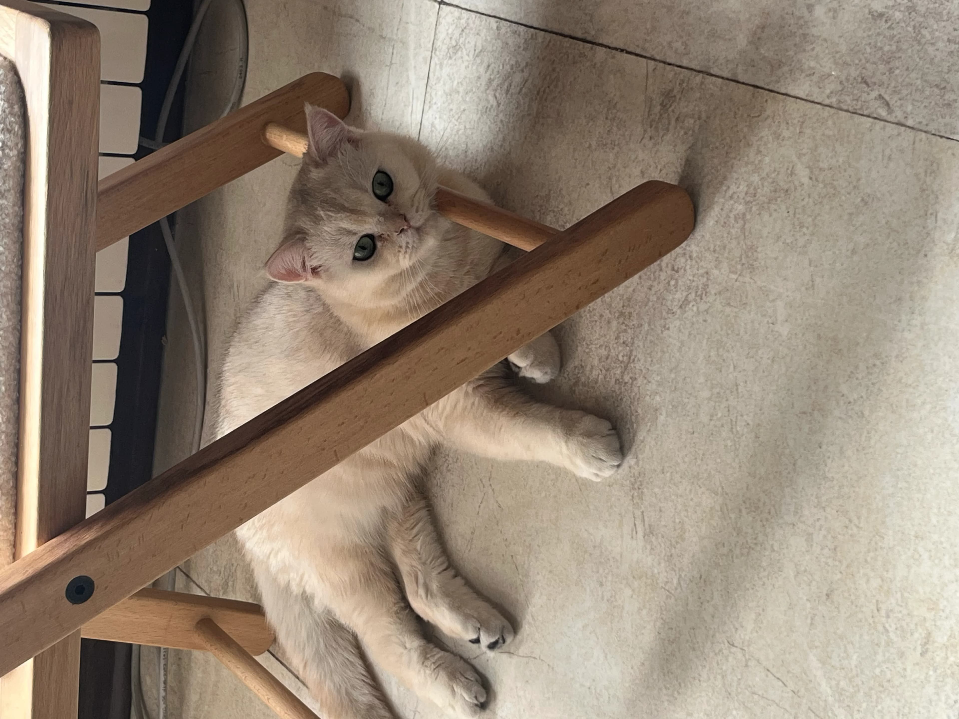 Konjed relaxing under a chair