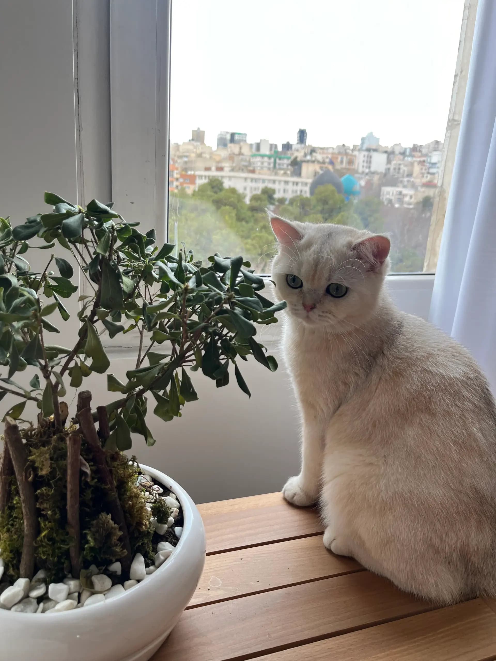 Konjed the British Shorthair cat by a window in Tehran