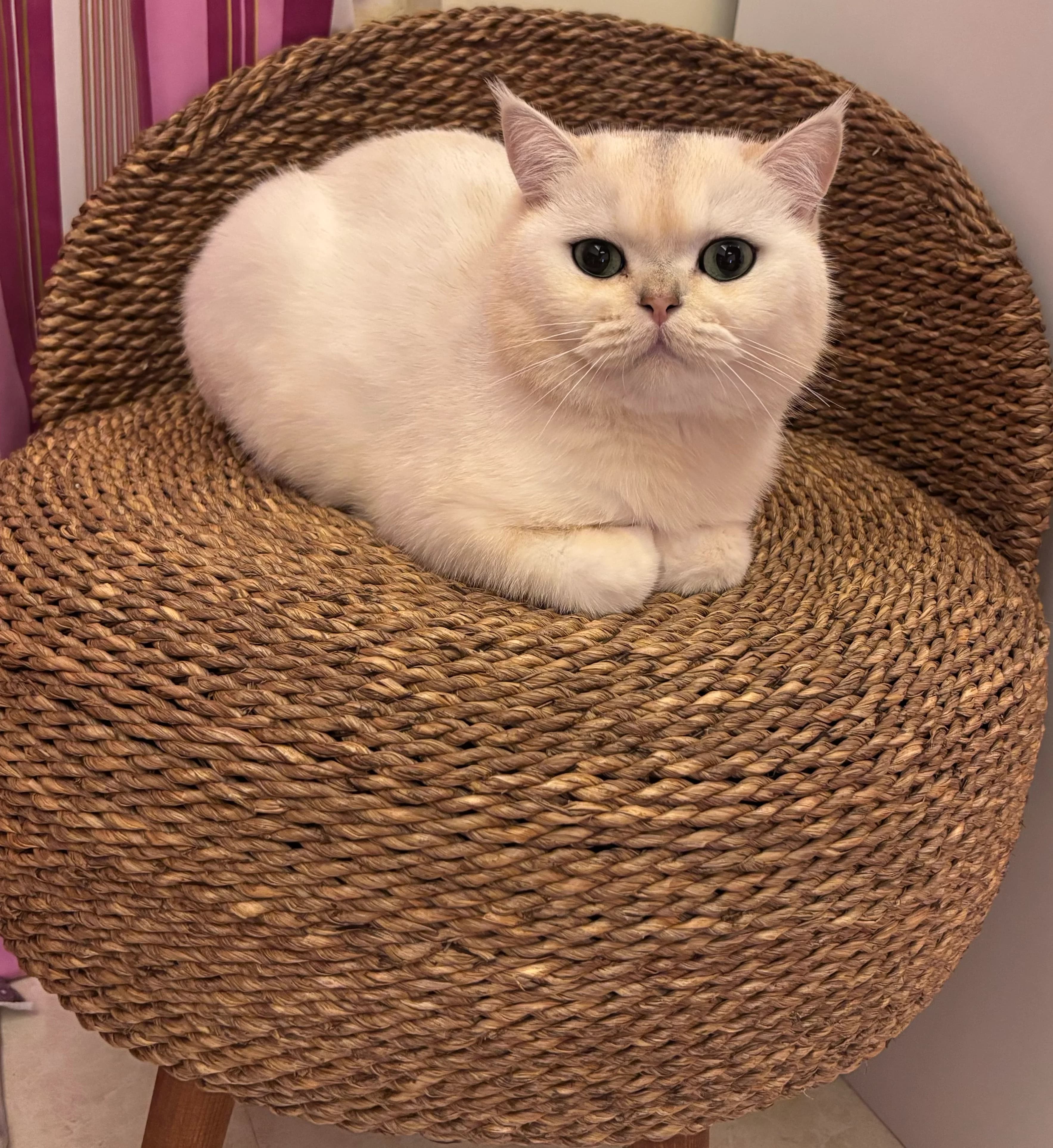 Konjed the cream British Shorthair cat loafing on a woven chair