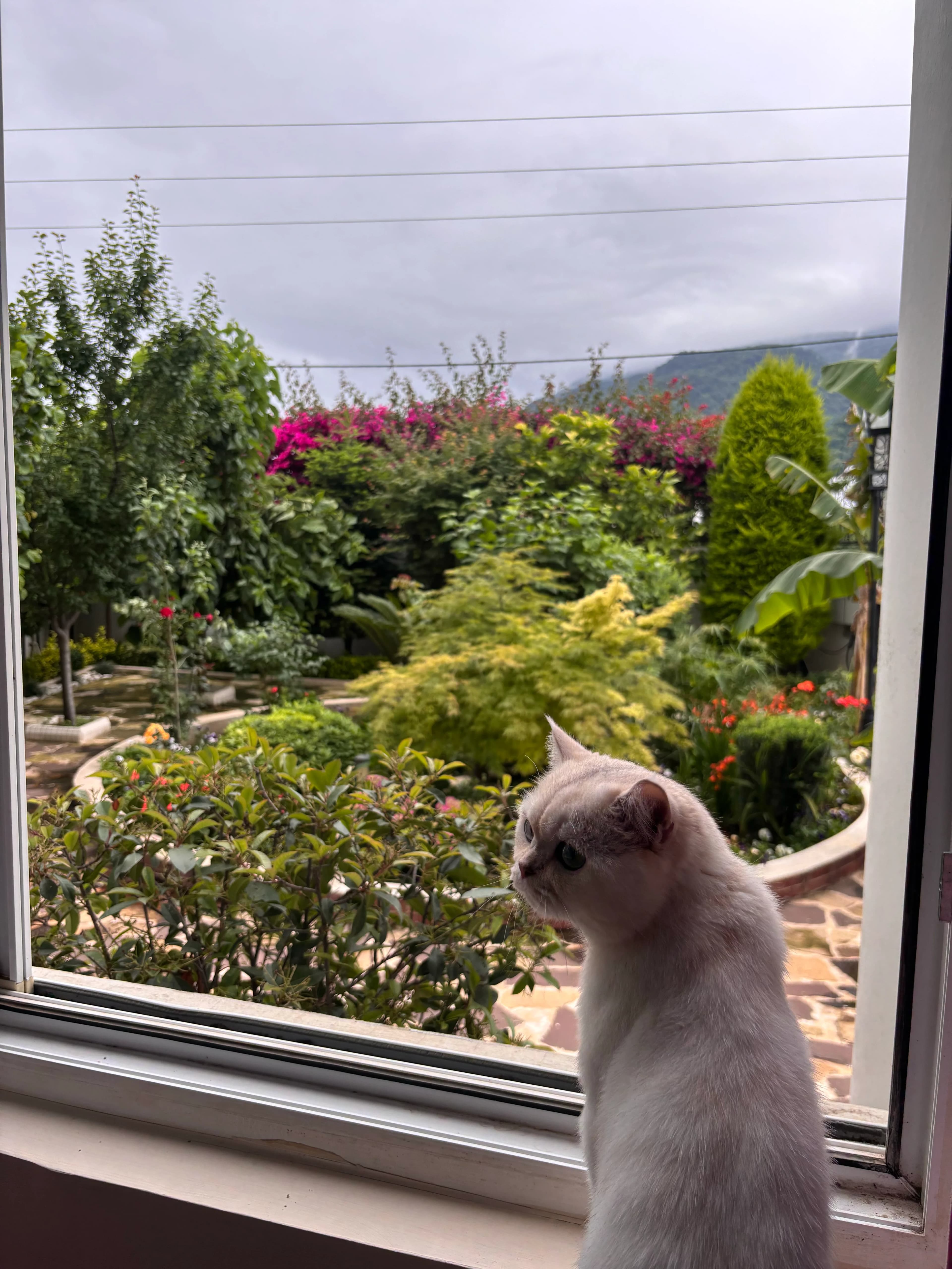 Konjed the British Shorthair cat watching a green garden from a window